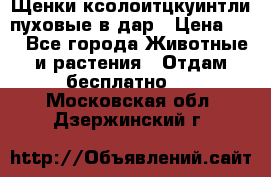 Щенки ксолоитцкуинтли пуховые в дар › Цена ­ 1 - Все города Животные и растения » Отдам бесплатно   . Московская обл.,Дзержинский г.